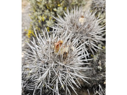 Copiapoa megarhiza borealis GCG 20016 Barranquillas, S of Copiapó,Chile (10 SEEDS)