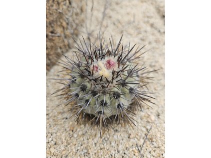 Copiapoa calderana mini form GCG 20021 S of Caleto Obispiti, Chile (10 SEEDS)