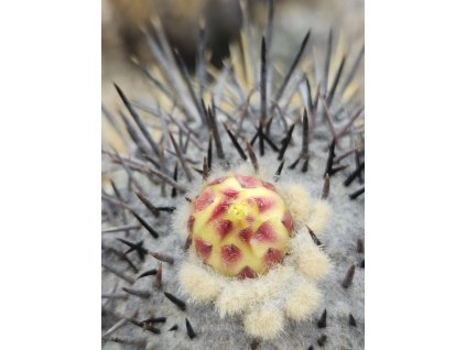 Copiapoa calderana mini form GCG 20021 S of Caleto Obispito, Chile (100 SEEDS)