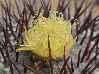 Copiapoa longistaminea GCG 20023 Quebrada Guanillos I, Chile (100 SEEDS)