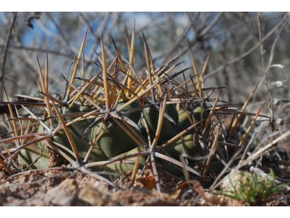 Coryphantha macromeris ssp.macromeris f.mostly south Chichimequillas,Zac.