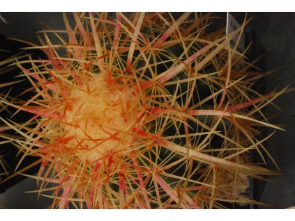 Echinocactus grusonii ssp.zacatecasensis GCG 10862, San Rafael de Las Tablas, Zac. (10 SEEDS)