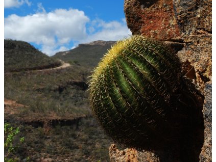 Echinocactus grusonii zacatecasensis GCG 11012 S of San Juan de Capistrano, Zac. (10 SEEDS)