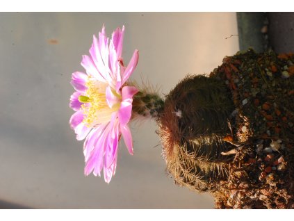 Echinocereus pulchellus weinbergii SS 212 Fresnillo - Sombrerette, Zacatecas (10 SEEDS)