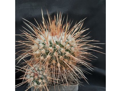 Echinoffossulocactus densispinus (10 SEEDS)