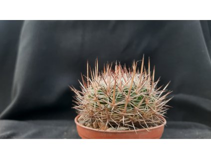 Echinofossulocactus spec. VZD 759 El Horno, Zac. (10 SEEDS)