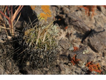 Echinofossulocactus sulphureus KPP 1669 Pressa Infernillo, Vista Hermosa - Zimapan, Qro. (10 SEEDS)