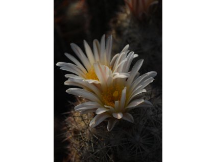 Echinomastus intertextus GCG 12774 Sonoita S of Benson, Az. (10 SEEDS)