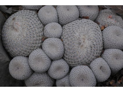 Epithelantha ilariae - cryptica aff. Sierra La Gloria, Coah. (10 SEEDS)