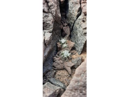 Eriosyce (Rimacactus) laui HR Tocopilla, Chile  (10 SEEDS)