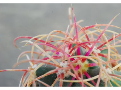 Ferocactus acanthodes GCG 10331, W of Lake Mojave, Clark Co., NV (10 SEEDS)