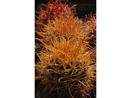 Ferocactus chrysacanthus SELECTION (10 SEEDS)