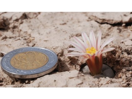 Lophophora alberto-vojtechii GCG 10089 type loc., Cuatro Milpas, Mpo. Vanegas, SLP (10 SEEDS)