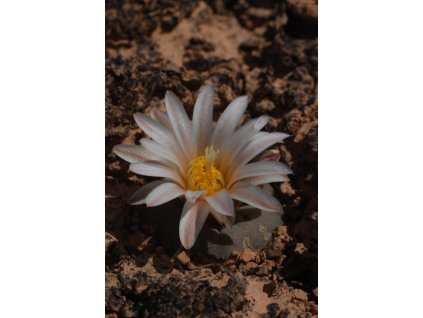 Lophophora alberto-vojtechii GCG 12642 Est.Simon, Zac./Dgo.  (10 SEEDS)