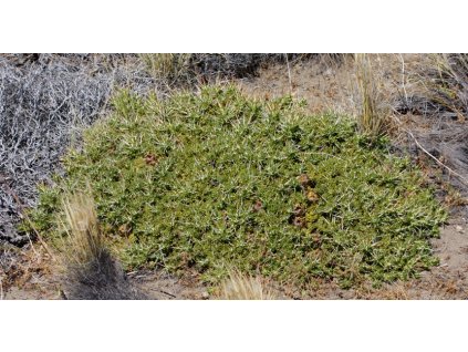 Maihuenia patagonica JV 24 Ranguil del Norte, Arg. (10 SEEDS)