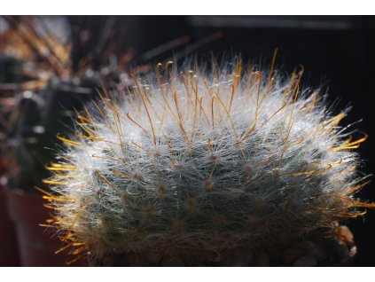 Mammillaria (Krainzia) guelzowiana splendens Šnic. N of Rodeo, Dgo. (10 SEEDS)