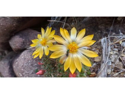 Mammillaria beneckei KS 1543 Xalitla, Gro. (10 SEEDS)