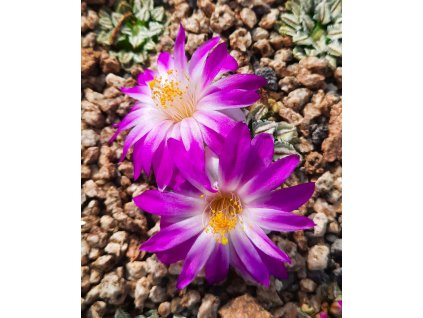 Mammillaria bertholdii GCG 12161 San Pedro de Quichapa, Oax.  (10 SEEDS)
