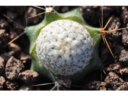 Mammillaria breviplumosa GCG 12500 Mapimi, Dgo.  (10 SEEDS)