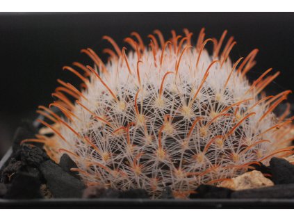 Mammillaria pennispinosa ssp.nazasensis SB 489 Rodeo, Dgo. (10 SEEDS)