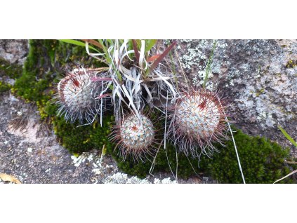 Mammillaria perezbomba GCG 12712 El Garruño, Sra.Laurel, Ags.  (10 SEEDS)