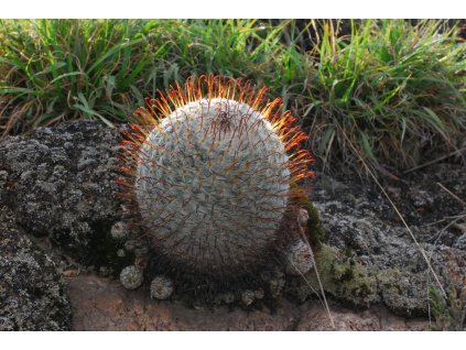 Mammillaria perezdelarosae f. GCG Cienega de Mata I, Jal (10 SEEDS)