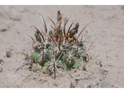 Sclerocactus cloveriae ssp.brackii GCG 10478 S of Bloomfield, San Juan Co.,NM (10 SEEDS)