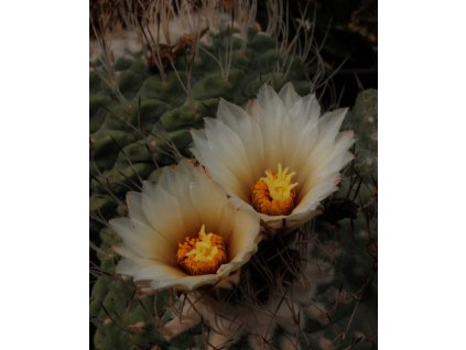 Strombocactus disciformis v.minimus N of Vizaron, Qro.  (10 SEEDS)