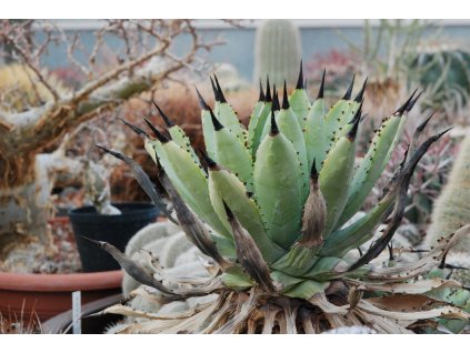Agave macroacantha f. GCG 12729 past of Tilapa, Pue. (10 SEEDS)