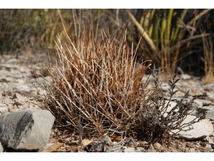 Ancistrocactus brevihamatus PP 13 Juno, Val Velrde Co., Tx. (10 SEEDS)
