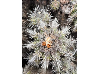 Copiapoa baderi GCG 15014 Los Choros, N of La Serena, Chile 50m (100 SEEDS)