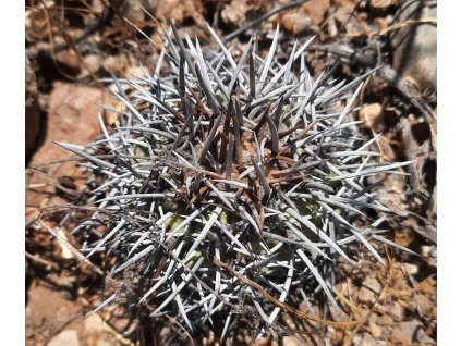 Copiapoa coquimbana f. strong spines SELECTION GCG 15024 L 68 S of Matancillo, Chile  (100 SEEDS)