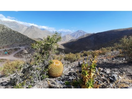 Eriosyce aurata GCG 15051 Tres Cruces, Hurtado to Vicuňa, Chile 2000m (100 SEEDS)