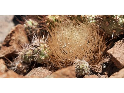 Neoporteria senilis f. yellow spines GCG 15064  L 2 Coiron, Chile  (10 SEEDS)