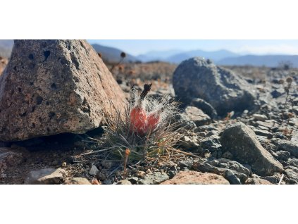 Pyrrhocactus robustus GCG 15056  L 74  (100 SEEDS)