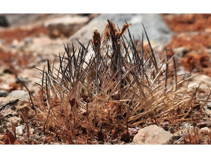 Pyrrhocactus sp. GCG 15060 Quebradita