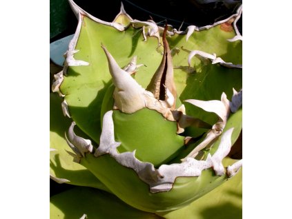Agave titanota FO Sierra Mixteca, Oax. (plant)