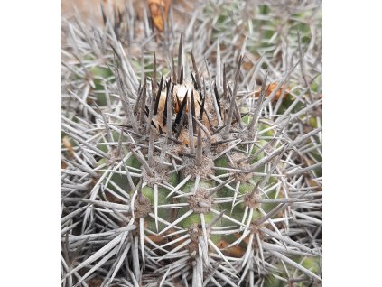 Copiapoa baderi GCG 15014 Los Choros, N of La Serena, Chile 50m (10 SEEDS)