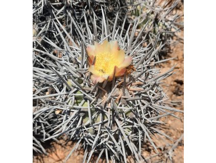 Copiapoa coquimbana f. strong spines SELECTION GCG 15024 L 68 S of Matancillo, Chile  (10 SEEDS)Copiapoa coquimbana f. strong spines SELECTION GCG 15024 L 68 S of Matancillo, Chile  (10 SEEDS)
