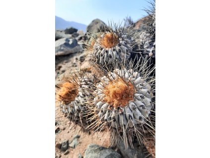 Copiapoa haseltoniana giganthea GCG 15011  L 21 Cascabeles, Taltal - Paposo, Chile  (10 SEEDS)