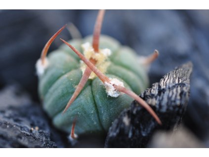 Echinocactus horizontalonius  Augustin Castro, Dgo. (seedling 1-1,5 cm)