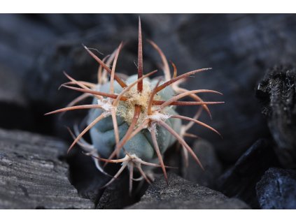 Echinocactus horizontalonius  Carillo, Dgo.  (seedling 1-2 cm)