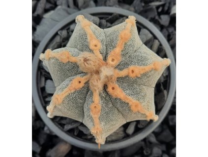 Astrophytum COMYRIO Rokotsu  No.151