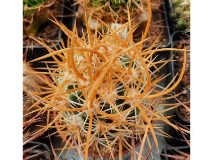 Echinocereus lindsayi GM 1310 Jaraguay, BC 820m SELECTION 20% yellow spines (10 SEEDS)