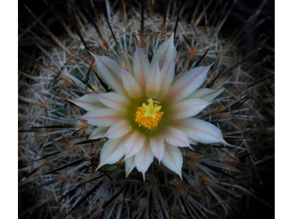 Rapicactus (Turbinicarpus) beguinii ssp.nova VZD 422 San Felipe, Zac. (10 SEEDS)