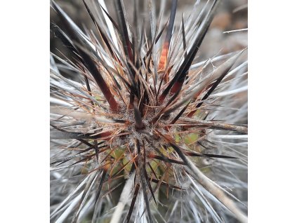 Eulychnia breviflora aff. GCG 15061 Quebrada Mala, N of Huasco, Chile (20 SEEDS)