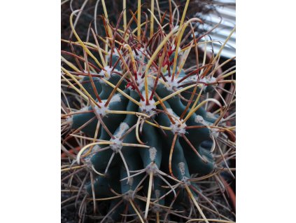 Ancistrocactus uncinatus ssp.wrightii El Chocolate,Dgo (1)