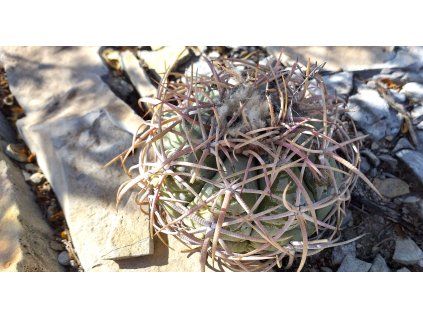Echinocactus horizonthalonius f. curly thin spines, dark flowers GCG 12692 north side high mountain, N of Manuel Benavides, Chih. (10 SEEDS)