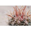 Ancistrocactus pinkavanus IDD km36 Cuatrocienegas - Ocampo, Coah. (10 SEEDS)