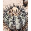 Copiapoa calderana GCG 15282 SELECTION Quebrada Lisa I., N of Caldera, Chile (100 SEEDS)